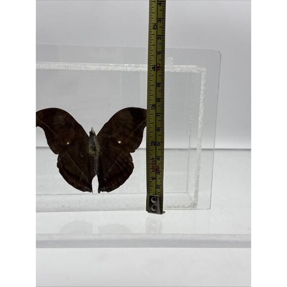 Vtg Great Blue Hookwing. Napeocles jucunda, Mounted butterfly Plexiglass Signed - Picture 12 of 16